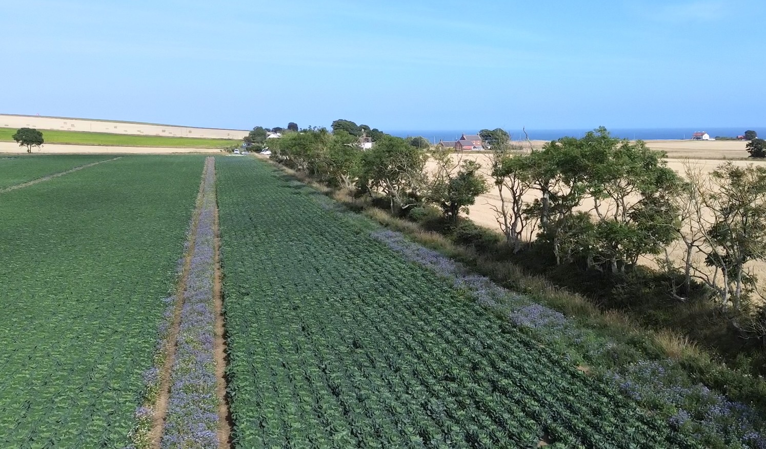 Brusells sprouts grown at Seahills Farm