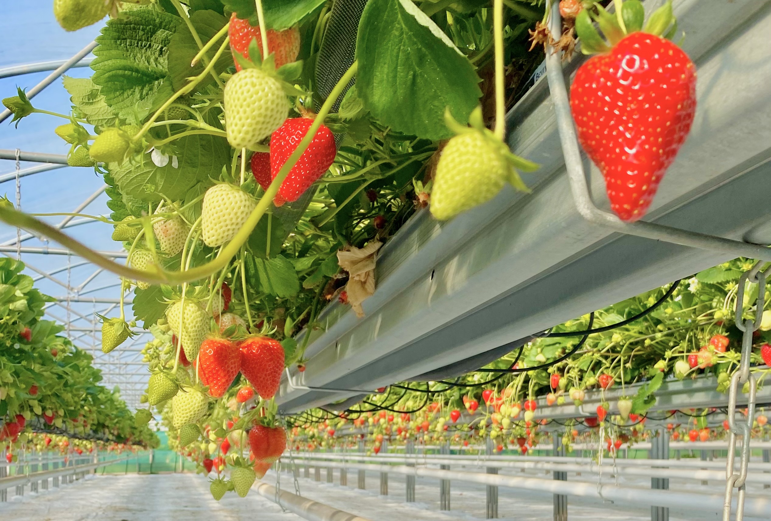 Our Farm 2 Our climate controlled greenhouse strawberries
