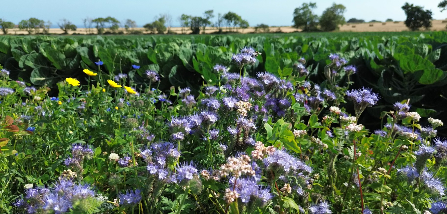 Our Farm 1 Our sprout fields have wild flower areas throughout the crop